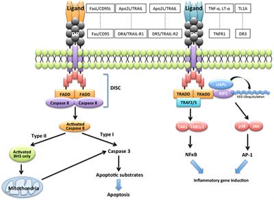 Dual Role of Fas/FasL-Mediated Signal in Peripheral Immune Tolerance